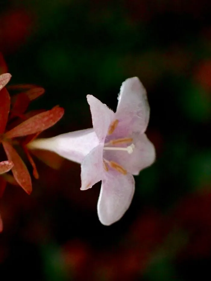 22 Of My Favorite Pieces Of Macro Photography That I Have Taken Over The Past Year