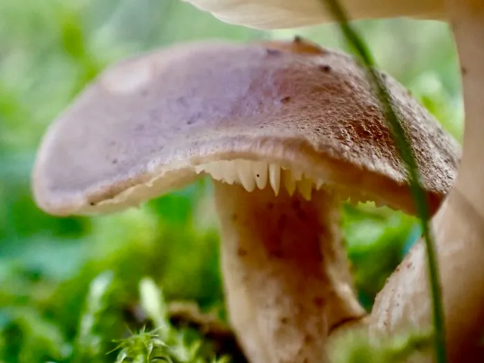 22 Of My Favorite Pieces Of Macro Photography That I Have Taken Over The Past Year