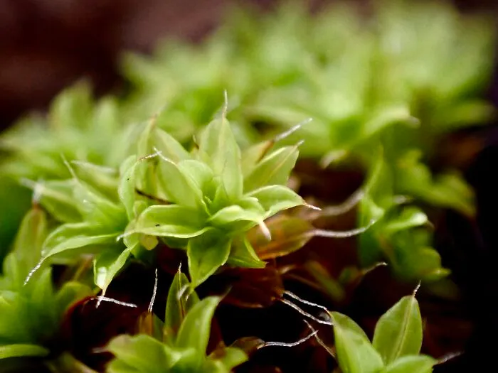 22 Of My Favorite Pieces Of Macro Photography That I Have Taken Over The Past Year