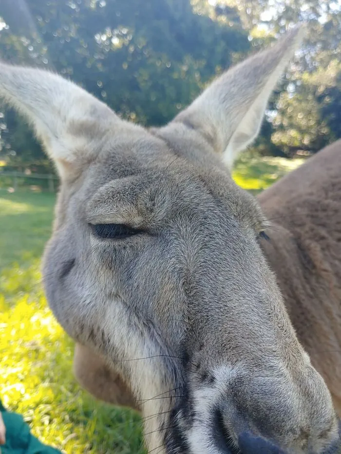 Kangaroo