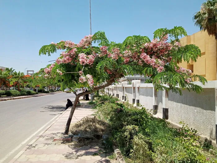 Cassia Javanica  With Beautiful White Pink Flowers.