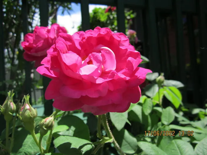 A Rose In Spring!