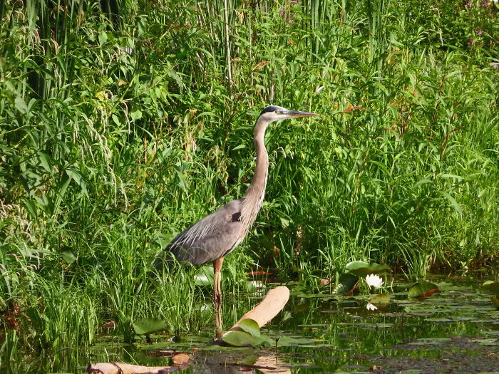 Grey Heron Beauty