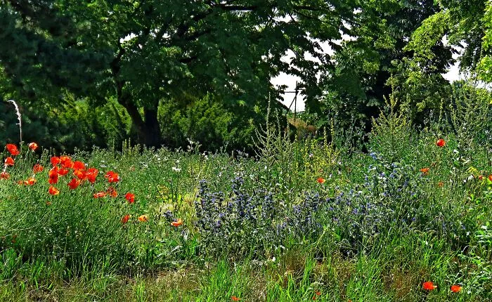 A Piece Of Nature In The Heart Of The City, The Ancient Fortress Of Kalemegdan, Belgrade, Serbia