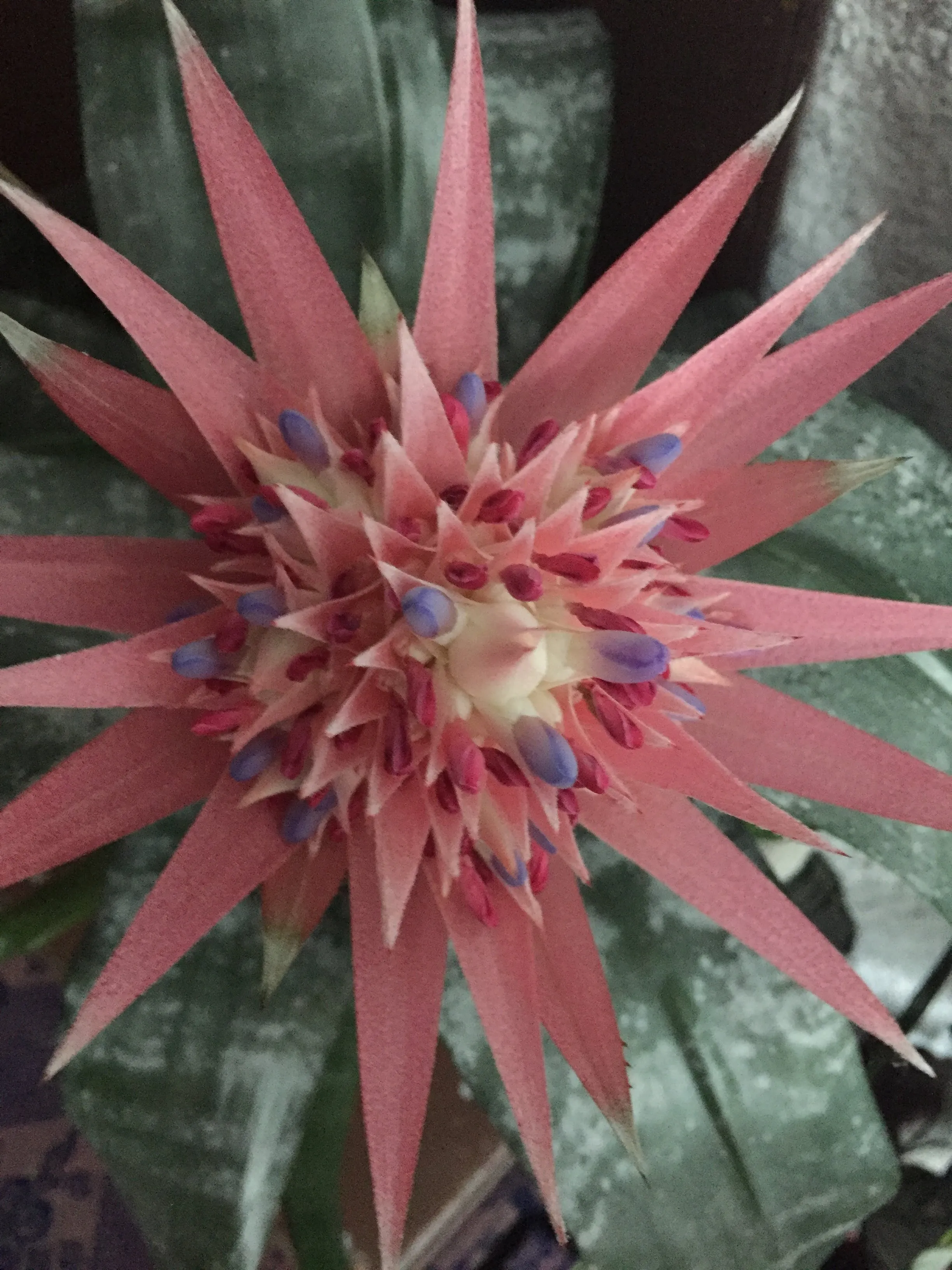 Flowers Will Save The Earth