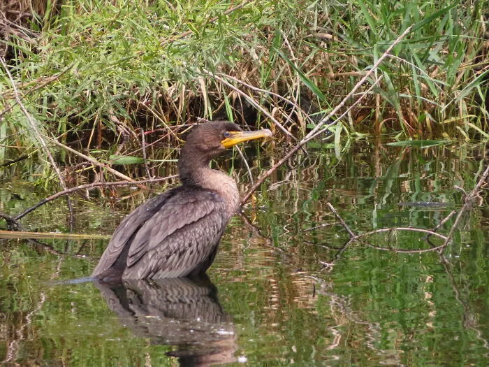 Cormorant
