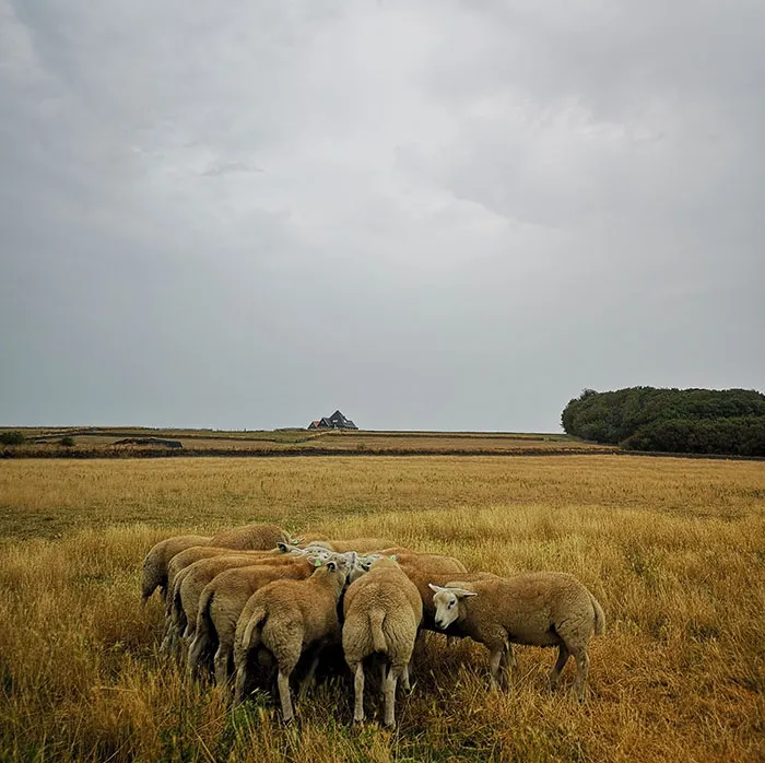 Sheep