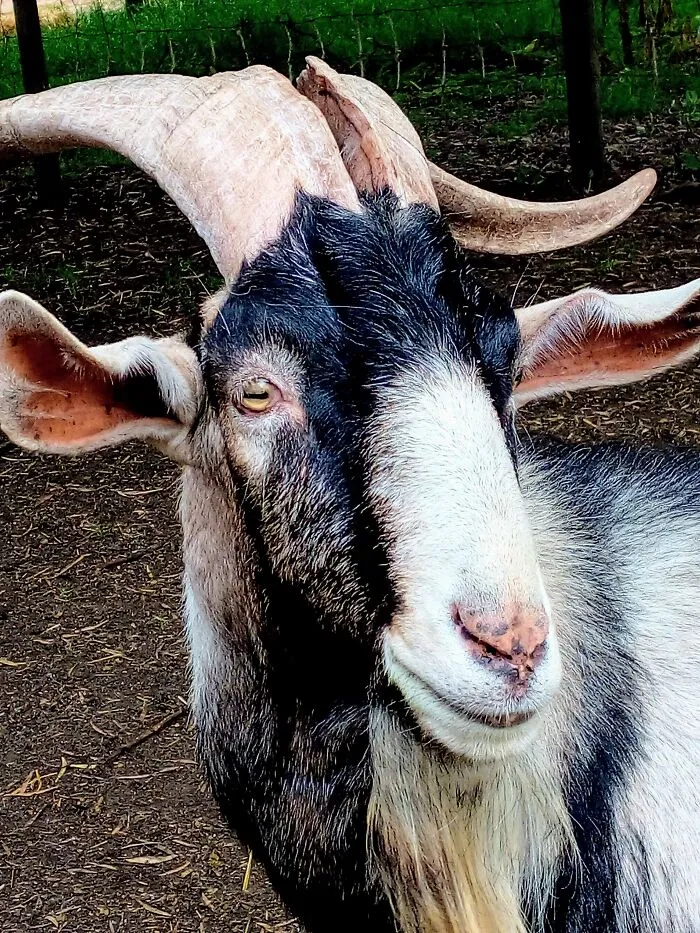 🐐