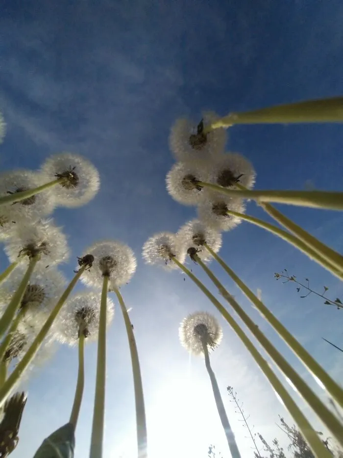 Bugs View