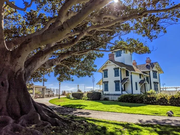 The Trees On The Coast Seem Like They Are Always In Motion