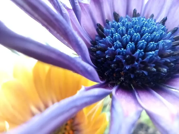 Urban Flowers