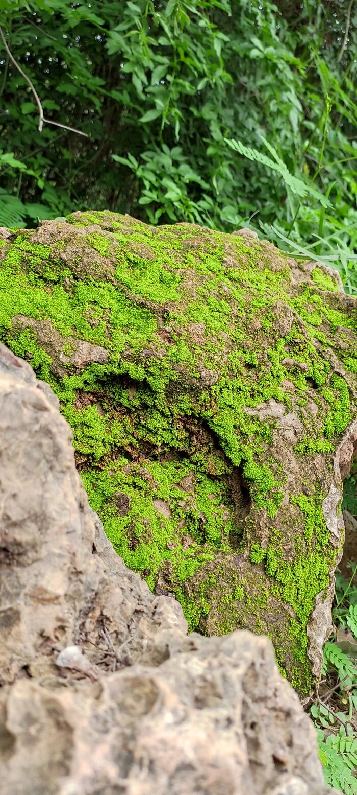 Moss Rock