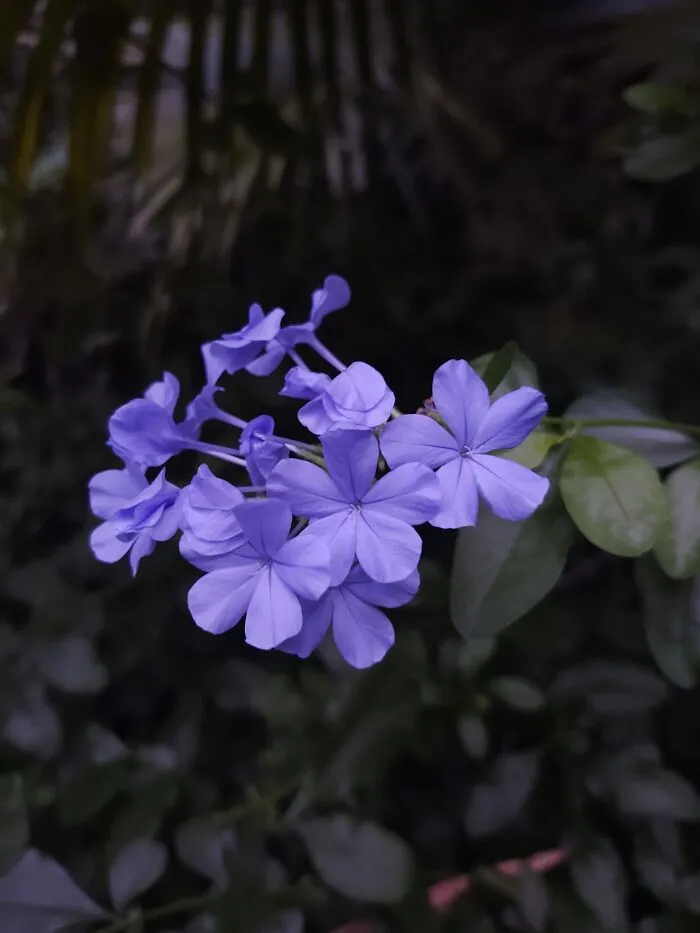 Pretty Flowers