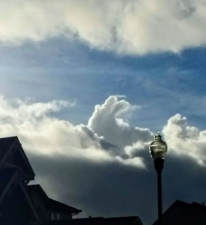 Incoming Bunny Rabbit Storm: California 2021