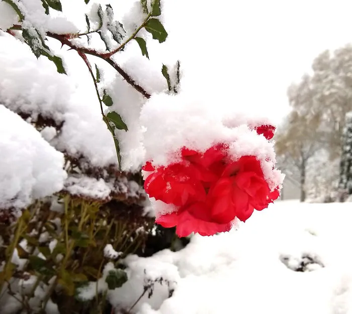A Rose In The Snow