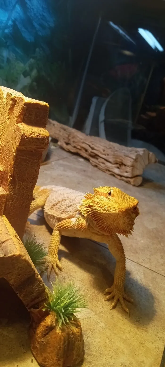 Mushu