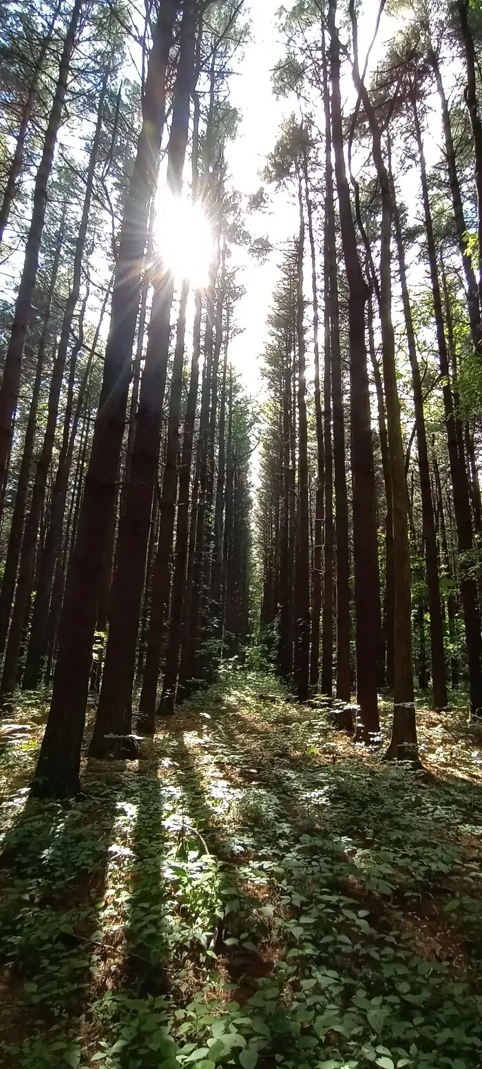 Pine Forest I Hiked Through Recently
