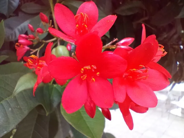 Just A Few Flowers