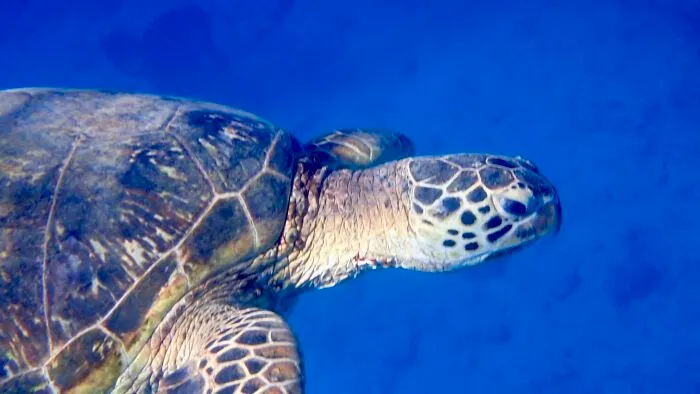 Snorkeling In Oahu