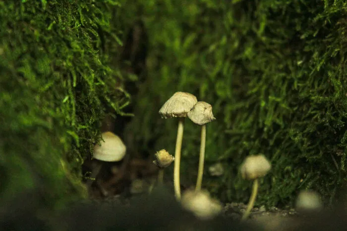 The Tiny Couple Got Old