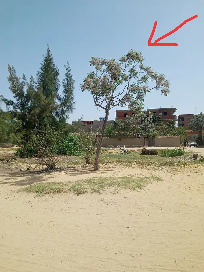 Melia Azedarach, Rural Area, Egypt. These Flowers Appear Once A Year In The Middle Of The Spring 