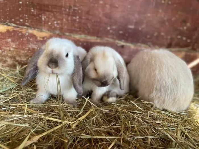 Bunnies!