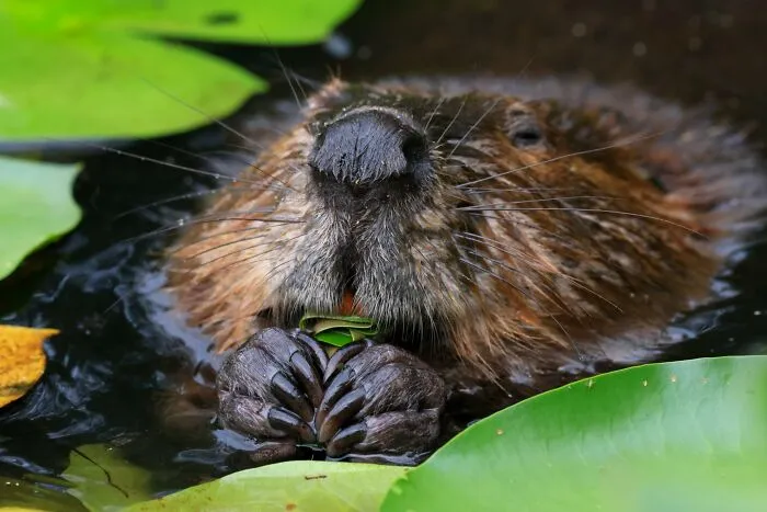 The Best 65  Wildlife Photos Revealed In The 2022 Wildart Photographer Of The Year Contest
