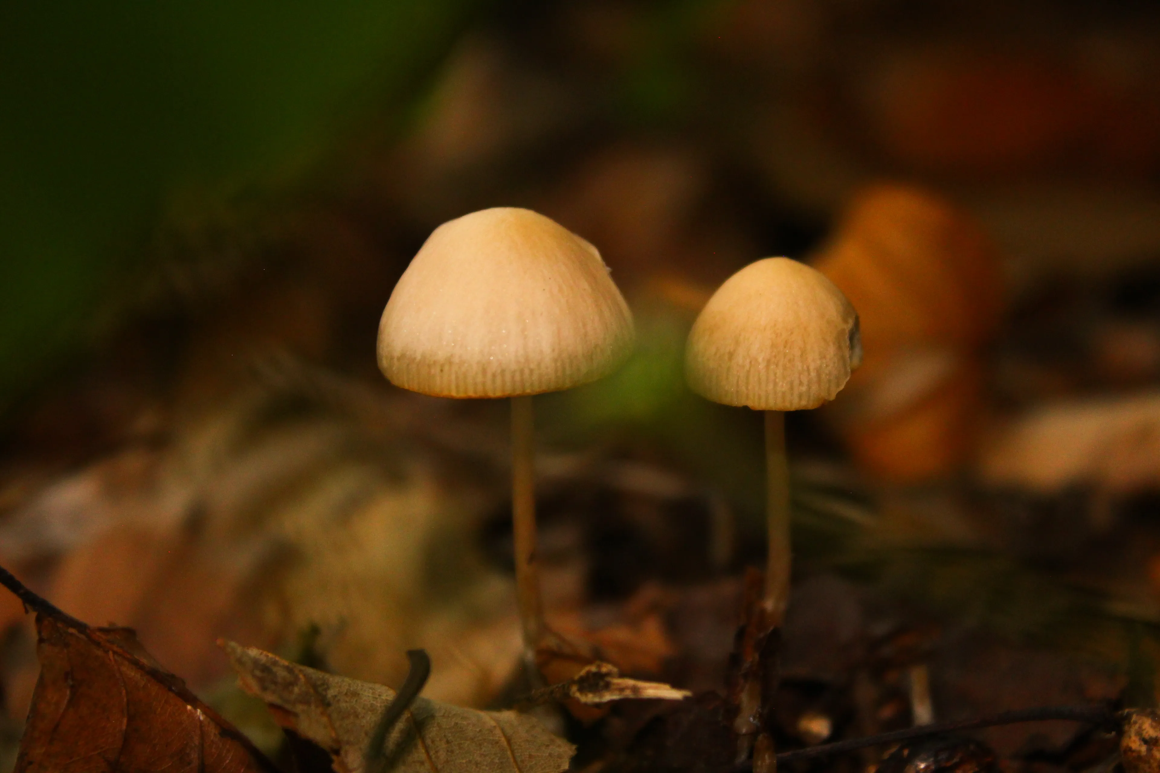 Mushrooms? Why Not! Show Me What You Got!