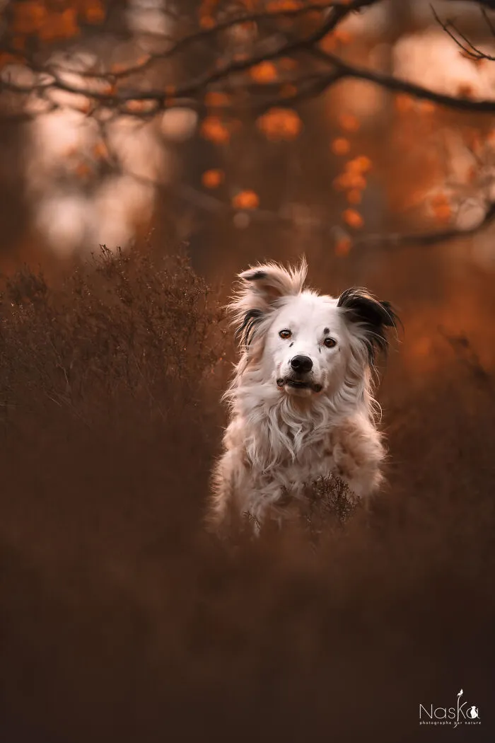 I Took 30 Photographs Capturing The Whimsical Side Of Dogs
