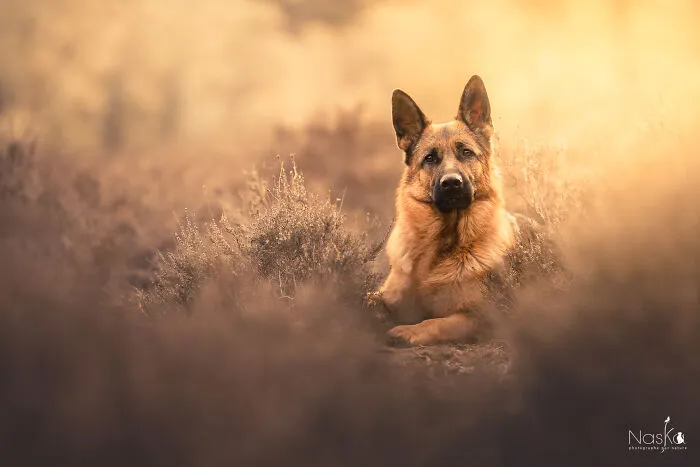 I Took 30 Photographs Capturing The Whimsical Side Of Dogs