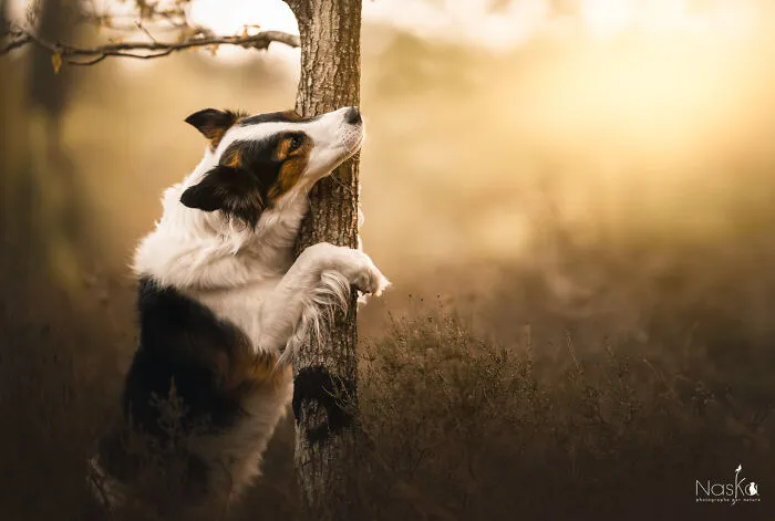 I Took 30 Photographs Capturing The Whimsical Side Of Dogs