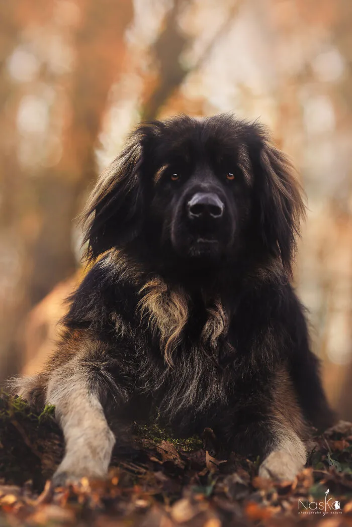 I Took 30 Photographs Capturing The Whimsical Side Of Dogs