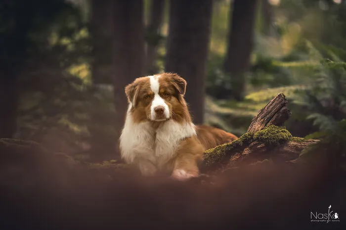I Took 30 Photographs Capturing The Whimsical Side Of Dogs