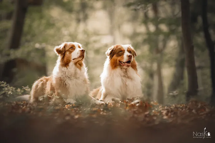 I Took 30 Photographs Capturing The Whimsical Side Of Dogs