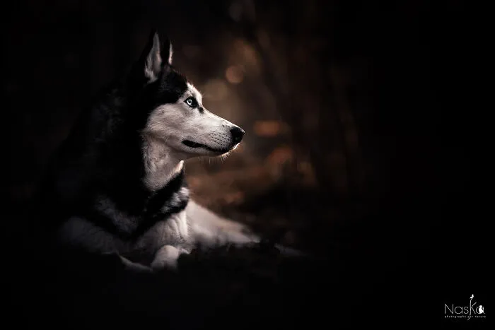 I Took 30 Photographs Capturing The Whimsical Side Of Dogs