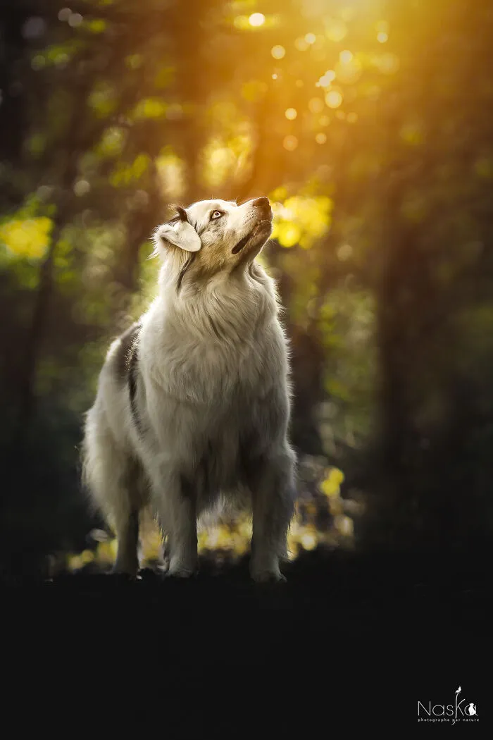 I Took 30 Photographs Capturing The Whimsical Side Of Dogs