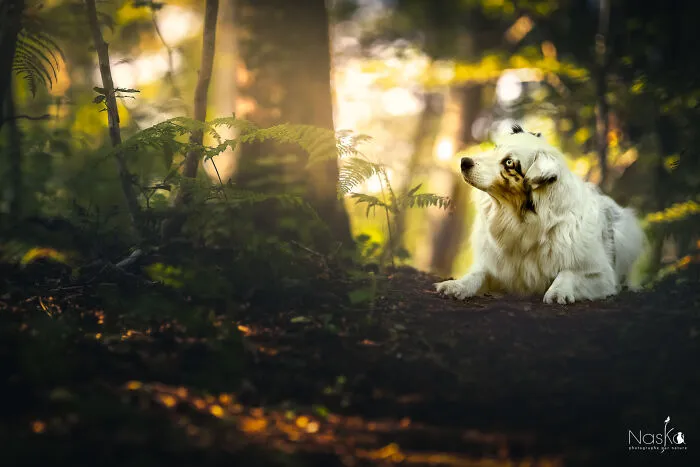 I Took 30 Photographs Capturing The Whimsical Side Of Dogs