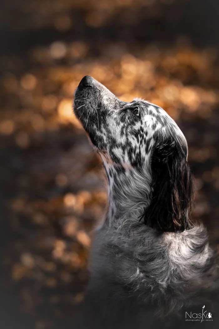 I Took 30 Photographs Capturing The Whimsical Side Of Dogs