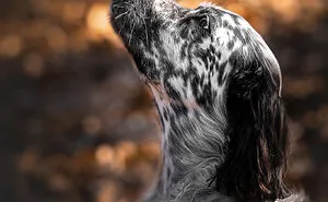 I Took 30 Photographs Capturing The Whimsical Side Of Dogs