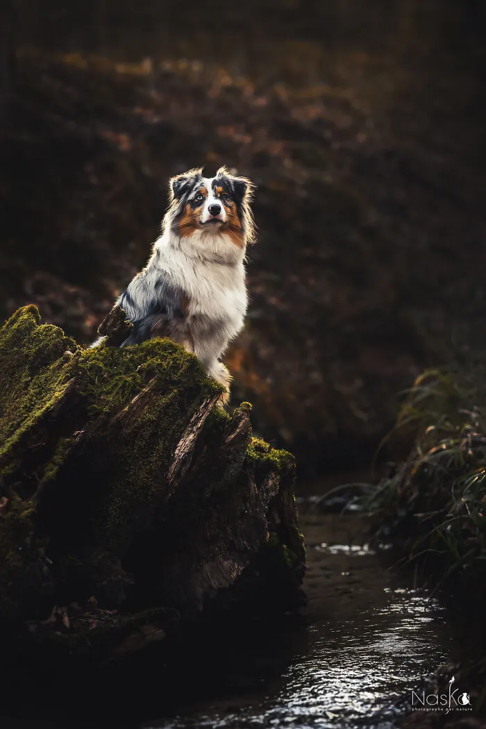 I Took 30 Photographs Capturing The Whimsical Side Of Dogs