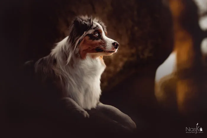 I Took 30 Photographs Capturing The Whimsical Side Of Dogs