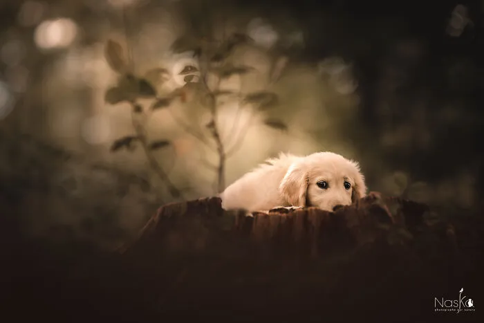 I Took 30 Photographs Capturing The Whimsical Side Of Dogs
