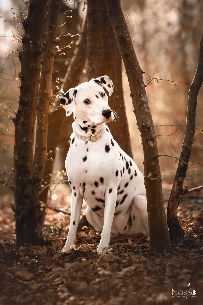 I Took 30 Photographs Capturing The Whimsical Side Of Dogs