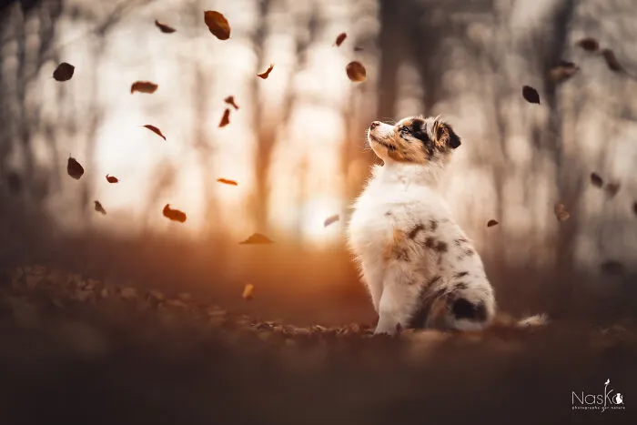 I Took 30 Photographs Capturing The Whimsical Side Of Dogs