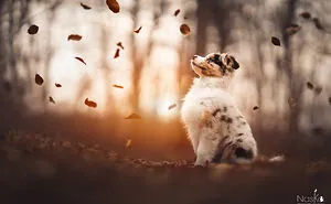 I Took 30 Photographs Capturing The Whimsical Side Of Dogs