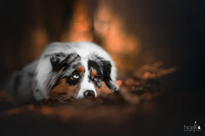 I Took 30 Photographs Capturing The Whimsical Side Of Dogs