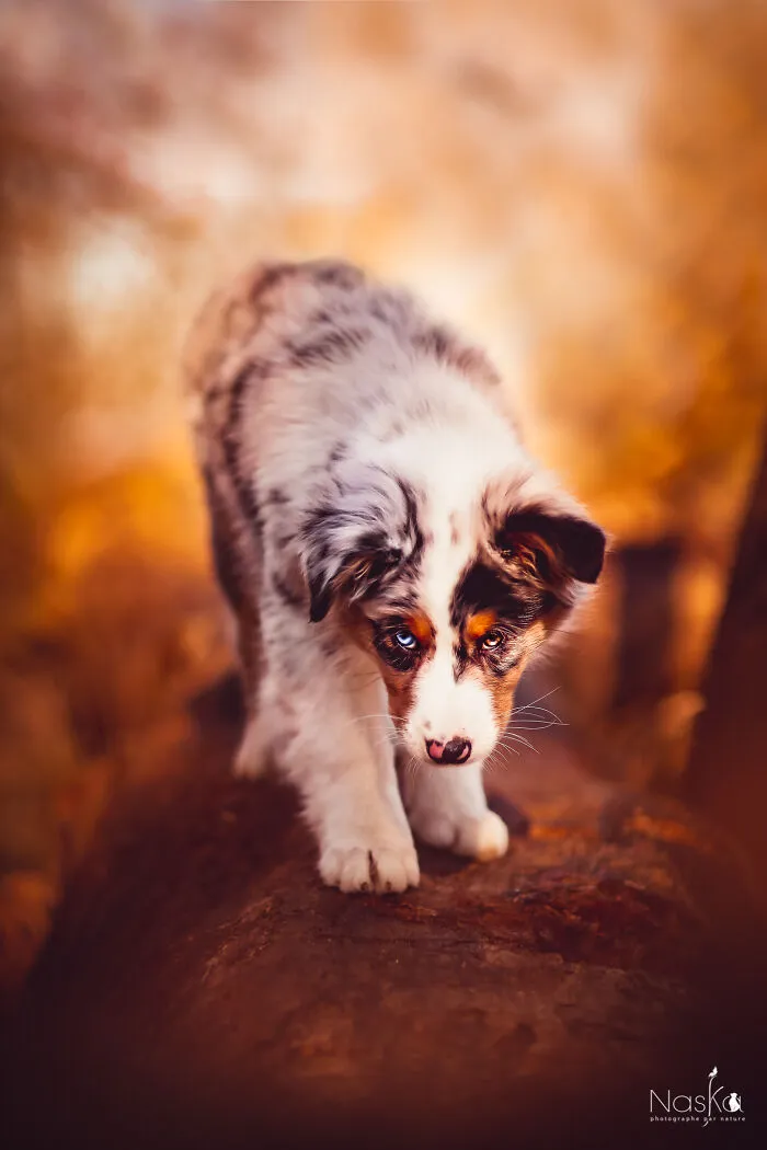 I Took 30 Photographs Capturing The Whimsical Side Of Dogs