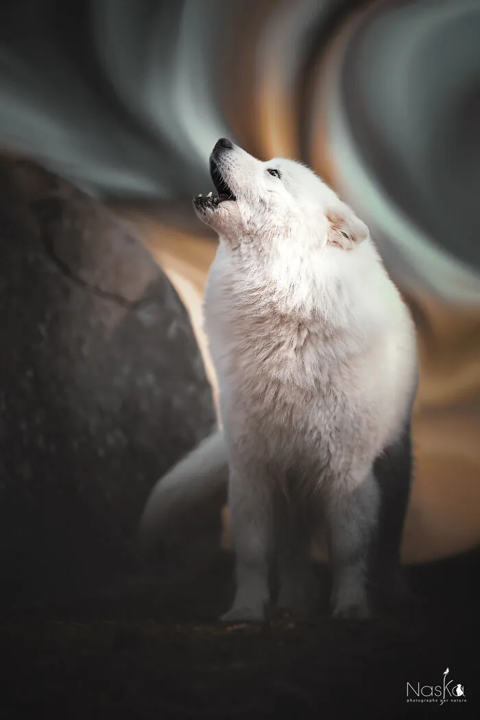 I Took 30 Photographs Capturing The Whimsical Side Of Dogs