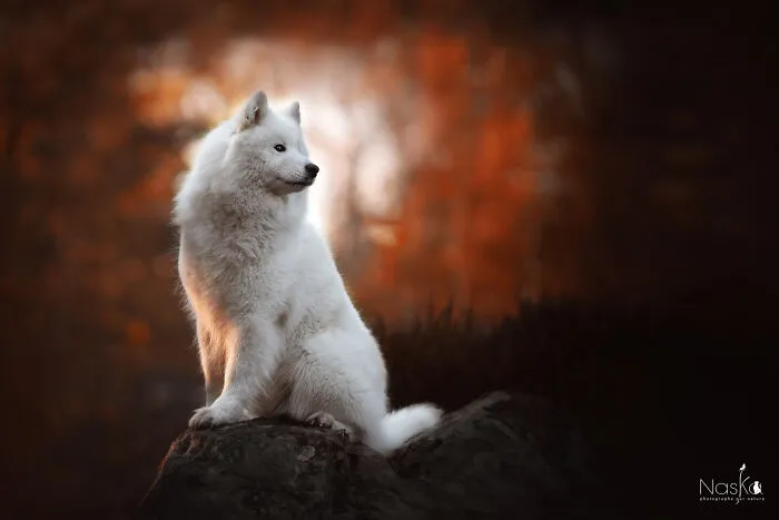 I Took 30 Photographs Capturing The Whimsical Side Of Dogs