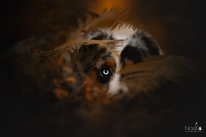 I Took 30 Photographs Capturing The Whimsical Side Of Dogs